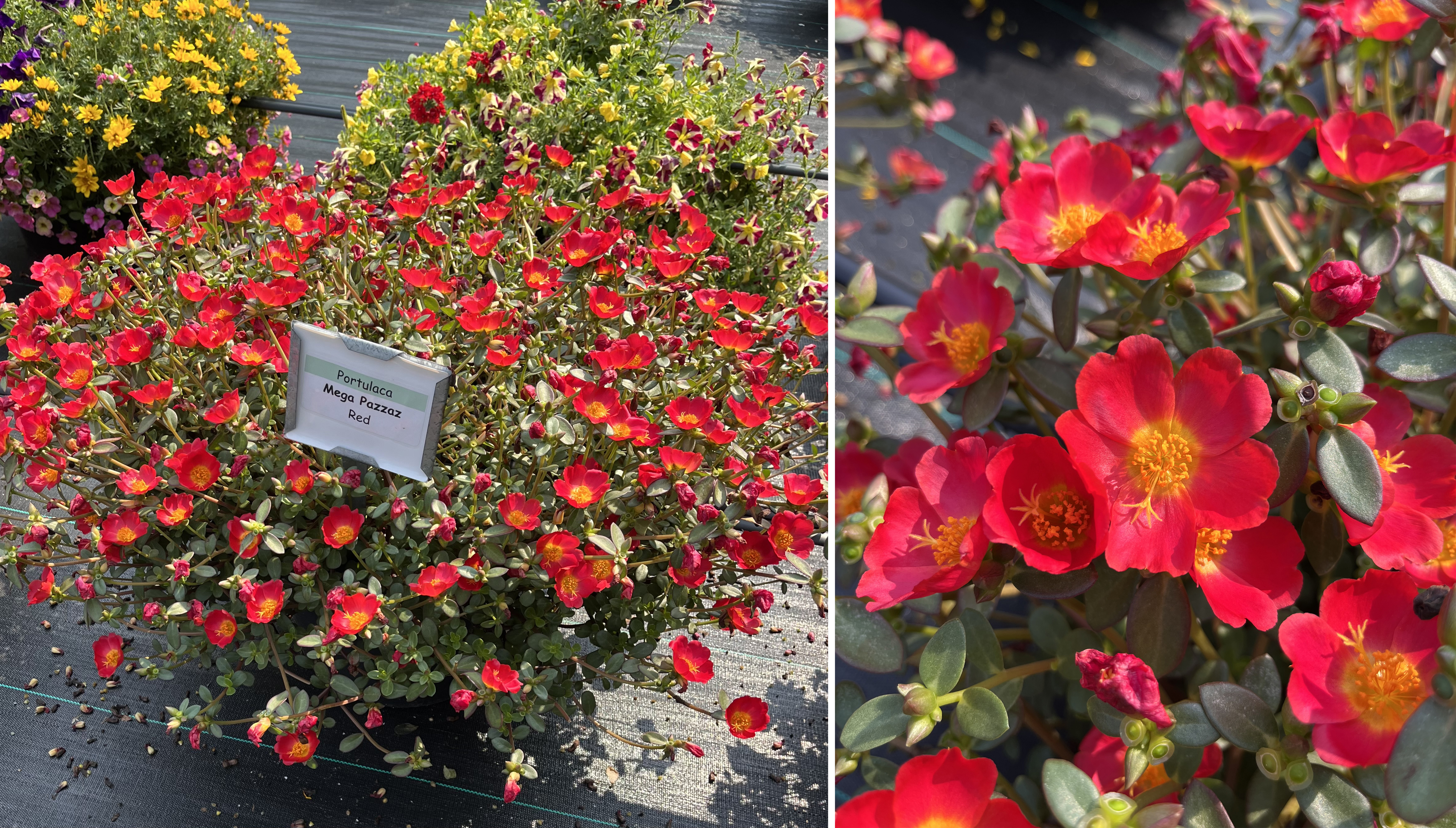 Container of Portulaca &lsquo;Mega Pazzaz Red&rsquo; covered with vivid red blooms with golden-yellow centers. And a close-up of Portulaca flowers showing rich red petals with bright yellow stamens in the centers.